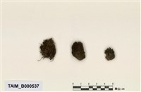 藏品(南亞小曲尾苔)的圖片